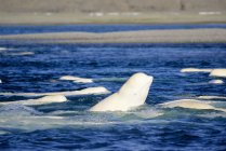 Ballenas beluga que rascan la piel en el fondo de grava del delta de agua dulce, Isla Somerset, Nunavut, Canadá - foto de stock