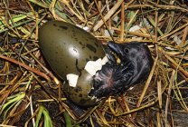 Capellatura Pacific loon pulcino nel nido, primo piano — Foto stock