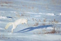 Arctic fox jumping while hunting on snowy field. — Stock Photo