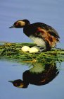 Гнездовое отражение серого уха в озере — стоковое фото