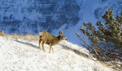 Mule Deer Masculino em pé na encosta coberta de neve — Fotografia de Stock