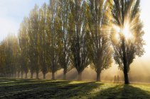 Joggers and dogs with sunrise through fog and trees, Burnaby Lake Regional Park, Burnaby, British Columbia, Canadá - foto de stock