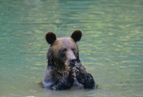 Grizzly bear eating mineral-laden mud from pond in Alaska, États-Unis d'Amérique . — Photo de stock