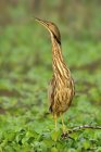 American bittern heron perched on tree branch in wetland. — Stock Photo