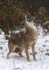 Coyote aullando en la nieve en el bosque en invierno . - foto de stock