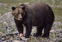 Grizzly mangeant du saumon kéta sur la côte . — Photo de stock
