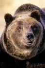 Urso macho adulto nas Montanhas Rochosas, Alberta, Canadá — Fotografia de Stock