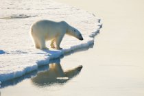 Polar bear looking into water on pack ice, Svalbard Archipelago, Norwegian Arctic — Stock Photo