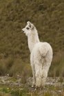 Lama bianco al pascolo negli altopiani erbosi dell'Ecuador — Foto stock