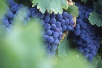 Крупный план растущих гроздьев винограда с зелеными листьями — стоковое фото