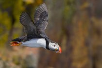 Atlantic puffin bird flying along coastline — Stock Photo