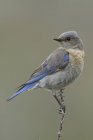 Bluebird ocidental sentado no ramo e olhando para longe — Fotografia de Stock