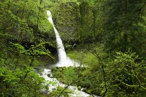 Ponytail Falls en Columbia River Gorge National Scenic Área, Washington, EE.UU. - foto de stock