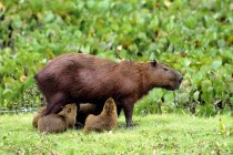 Soins infirmiers capybara marcher avec des chiots au Brésil, Amérique du Sud — Photo de stock