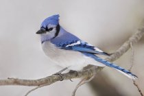Blue jay bird perched on tree branch in winter, close-up. — Stock Photo