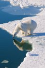 Oso polar mirando en el agua en el paquete de hielo, Archipiélago de Svalbard, Ártico noruego - foto de stock