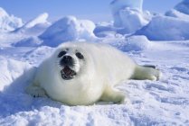 Neonato cucciolo di foca arpa in cappotto bianco al Golfo di San Lorenzo, Canada . — Foto stock