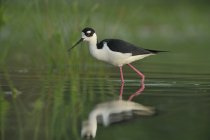 Black-necked stilt wading in water, close-up — Stock Photo