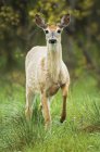 Young male White-tailed Deer looking at camera — Stock Photo