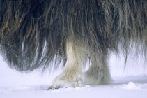 Длинные волосы на мускоксе быка на снегу . — стоковое фото