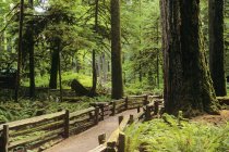 Foot path in Cathederal Grove in MacMillian Provincial Park, Vancouver Island, British Columbia, Canada. — Stock Photo