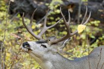 Primer plano tiro de Mule Deer buck alimentación - foto de stock