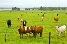 Vacas en pastos verdes del Condado de Kings, Isla Prince Edward, Canadá - foto de stock