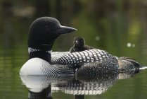 Loon with chick floating in lake water — Stock Photo