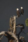 Par de águias carecas empoleiradas em árvore seca
. — Fotografia de Stock