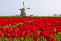 Moulin à vent et champ de tulipes rouges près d'Obdam, Hollande-Septentrionale, Pays-Bas — Photo de stock
