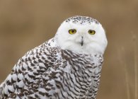 Portrait of snowy owl looking in camera. — Stock Photo