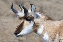 Pronghorn buck nella prateria canadese, ritratto — Foto stock