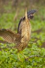 Amerikanischer Rohrdommel hockt mit ausgestreckten Flügeln auf einem Ast im Feuchtgebiet. — Stockfoto