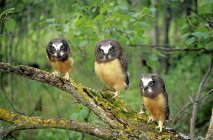 Northern saw-whet owl fledglings sitting on tree branch in woods. — Stock Photo