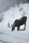 Мужской лось, стоящий на коленях и облизывающий соль с зимней дороги в провинциальном парке Алгонкин, Онтарио, Канада — стоковое фото
