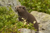 Brown Vancouver Island Marmot sentado em rochas no prado alpino, close-up
. — Fotografia de Stock