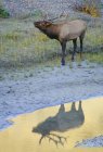 Elk deer reflecting in puddle in forest of Alberta Canada. — Stock Photo