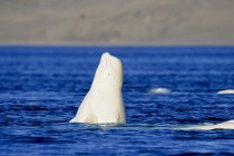 Beluga-Wale kratzen Haut auf Kiesboden des Süßwasserdeltas, Salto-Insel, Nunavut, Kanada — Stockfoto