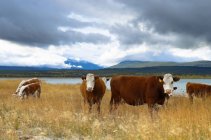Vacas em pastagem no Lago Choelquoit, região de Chilcotin, Colúmbia Britânica, Canadá — Fotografia de Stock