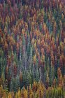 Bosque de pino de montaña en follaje otoñal en la Columbia Británica Central, Canadá - foto de stock