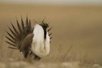 Greater sage grouse with spread tail feathers in meadow of Mansfield, Washington, USA — Stock Photo