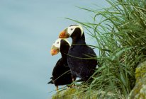 Tufted puffins standing on grassy coast — Stock Photo