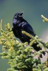 Common raven perched and calling on fir tree branches. — Stock Photo