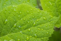 Regentropfen auf hortensiengrünen Blättern, Nahaufnahme — Stockfoto