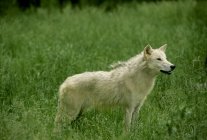 White wolf standing on green grass in Alberta, Canada. — Stock Photo