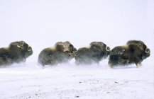 Moskoxen auf der Flucht im Schnee, Uferinsel, Nordwest-Territorien, arktisches Kanada. — Stockfoto