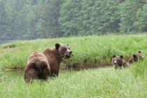 Медведь гризли с детенышами, наслаждающимися зеленой травой на лугу . — стоковое фото