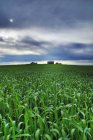 Spring crops and farm near Leader, Saskatchewan, Canada. — Stock Photo