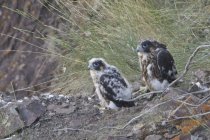 Juvenile peregrine falcons sitting on rocky ground outdoors. — Stock Photo