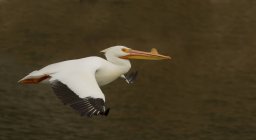 Pelicano branco americano voando sobre a água ao ar livre . — Fotografia de Stock